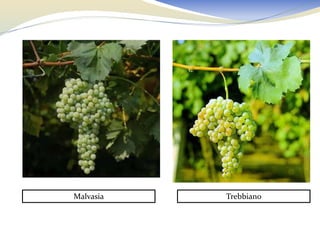 Malvasia   Trebbiano
 