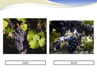 Isabel   Bordô
 