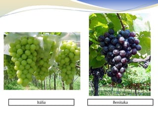 Itália   Benitaka
 