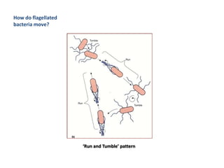 Run Bacteria General Characters Of Microorganisms | PPTX