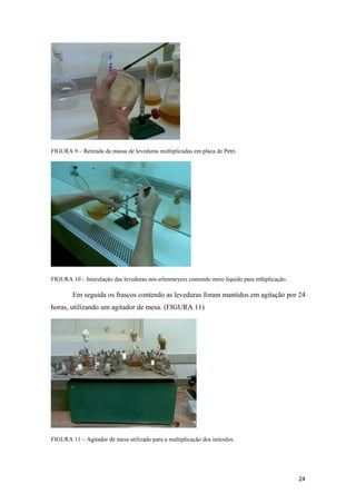 FIGURA 9 – Retirada da massa de leveduras multiplicadas em placa de Petri.
FIGURA 10 – Inoculação das leveduras nos erlenmeyers contendo meio líquido para mltiplicação.
Em seguida os frascos contendo as leveduras foram mantidos em agitação por 24
horas, utilizando um agitador de mesa. (FIGURA 11)
FIGURA 11 – Agitador de mesa utilizado para a multiplicação dos inóculos.
24
 