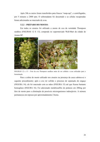 Após 24h os meios foram transferidos para frascos “snap-cap”, e centrifugados,
por 5 minutos a 2800 rpm. O sobrenadante foi descartado e as células recuperadas
foram adicionadas ao macerado de uvas.
3.2.2 – PREPARO DO MOSTO:
Em todos os ensaios foi utilizado o mosto de uva da variedade Thompson
seedless (FIGURAS 12 E 13), comprada no supermercado Wall-Mart da cidade de
Araras-SP.
FIGURAS 12 e 13 – Foto da uva Thompson seedless antes de ser colhida e uvas utilizadas para a
fermentação
Para a coleta do mosto utilizado nos ensaios na presença da casca adotou-se o
seguinte procedimento: após a uva ter sofrido o processo de separação do engaço
(FIGURA 14), ele foi macerado com as mãos (FIGURA 15) até que ficasse bastante
homogêneo (FIGURA 16). Foi adicionado metabissulfito de potássio em 200mg por
litro de mosto para a eliminação de possíveis microrganismos indesejáveis. A mistura
permaneceu em repouso por aproximadamente 2 horas.
25
 