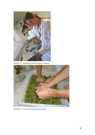 FIGURA 14 – Separação manual das bagas e do engaço.
FIGURA 15 – Uvas sendo maceradas manualmente
26
 