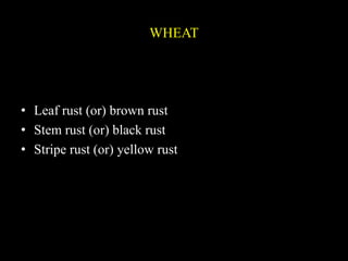 CEREALS RUST | PPTX