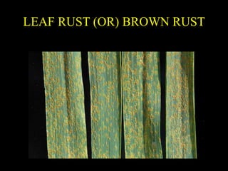 CEREALS RUST | PPTX