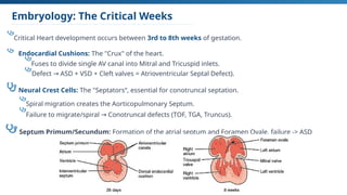 Comprehensive Overview of Congenital Heart Diseases: Epidemiology ...