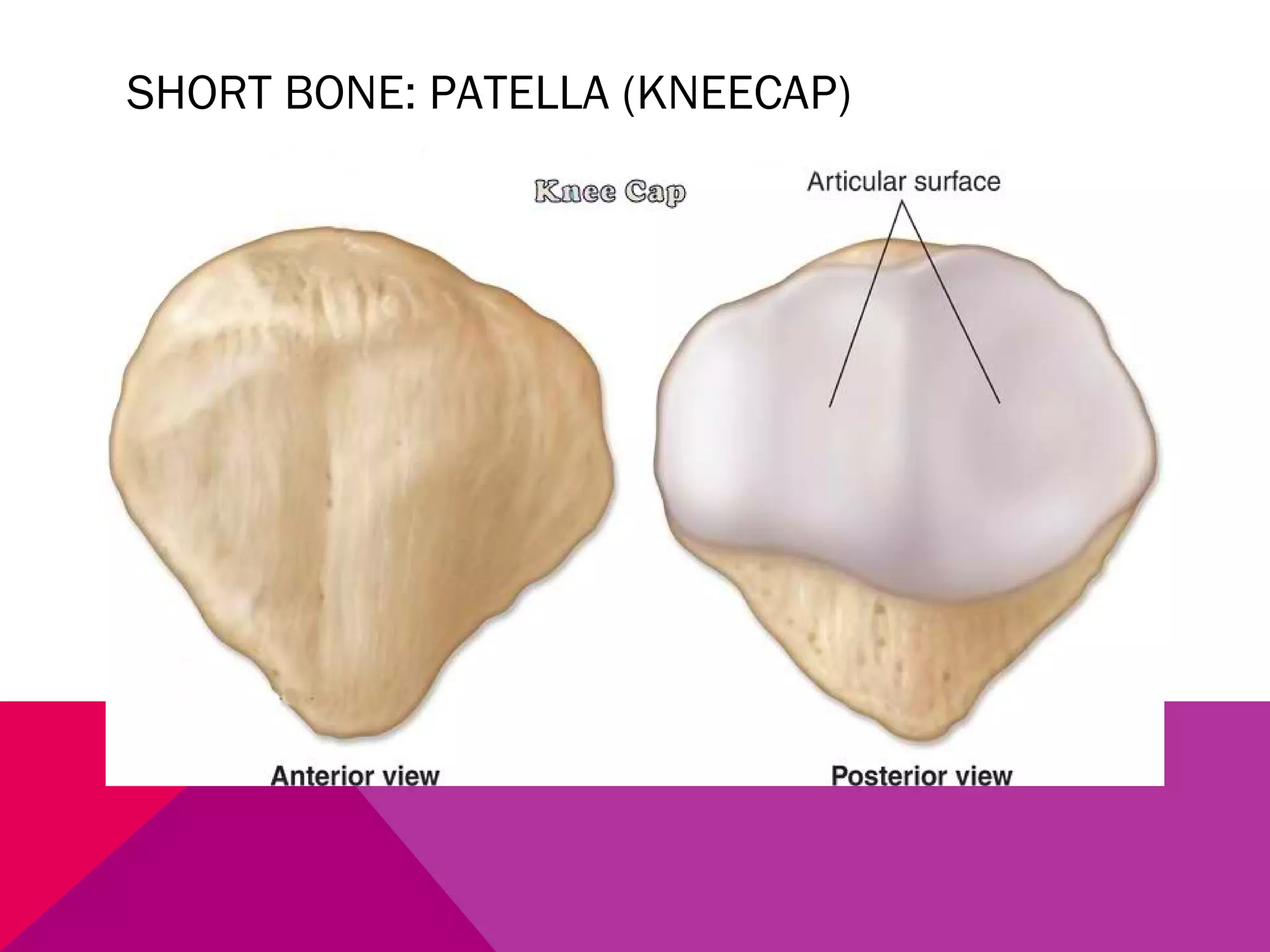 SHORT BONE: PATELLA (KNEECAP) 
 