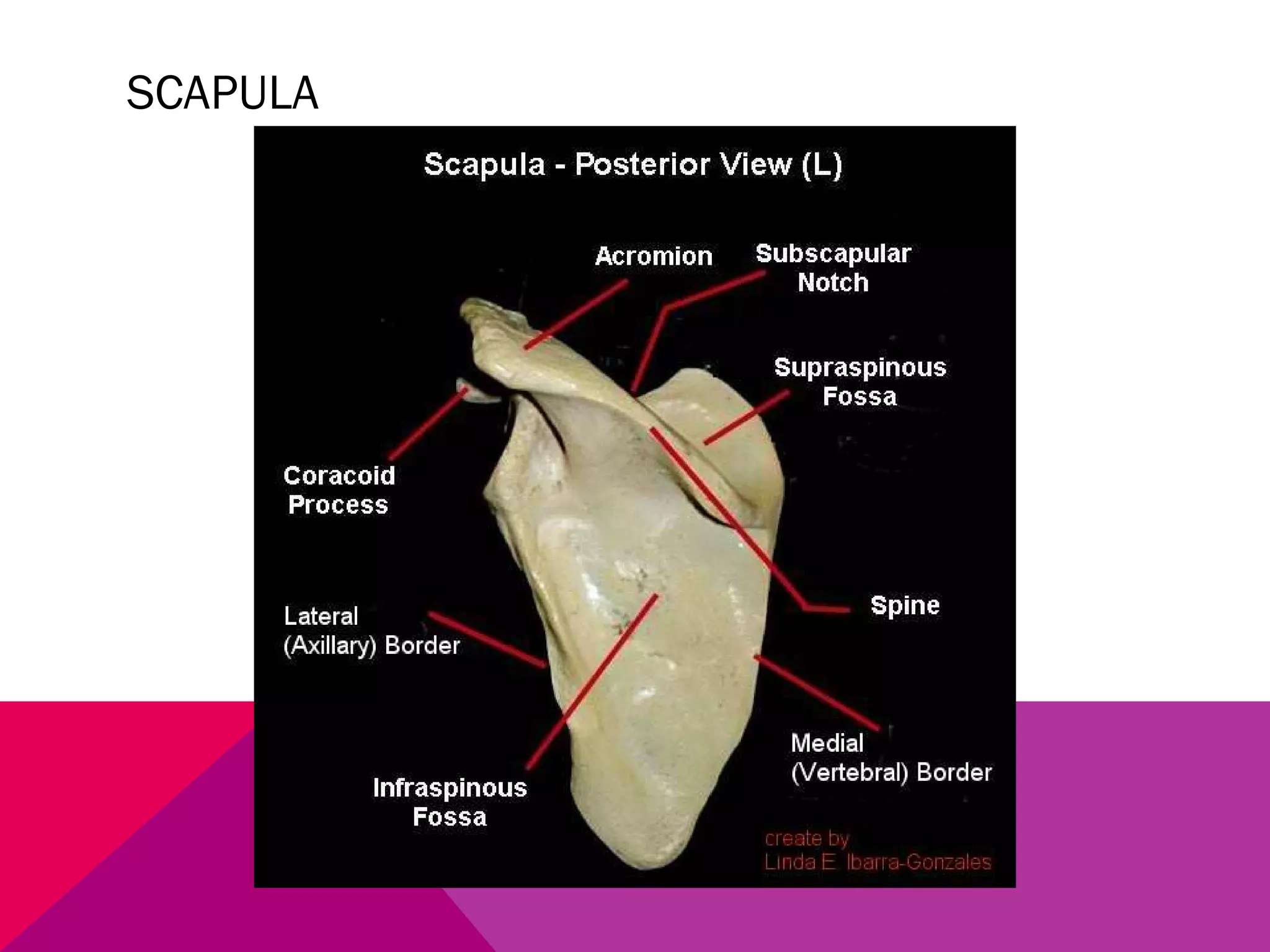 SCAPULA 
 