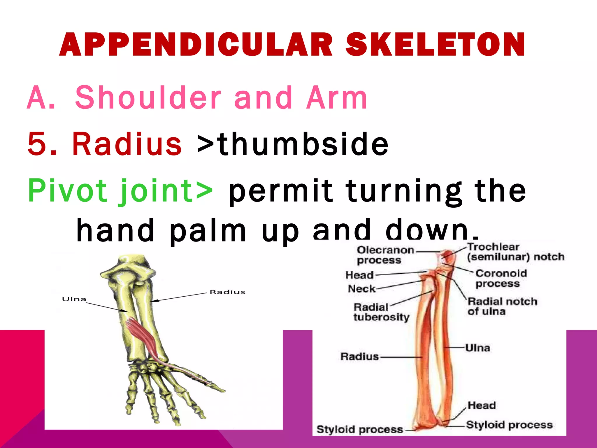 APPENDICULAR SKELETON 
A. Shoulder and Arm 
5. Radius >thumbside 
Pivot joint> permit turning the 
hand palm up and down. 
 