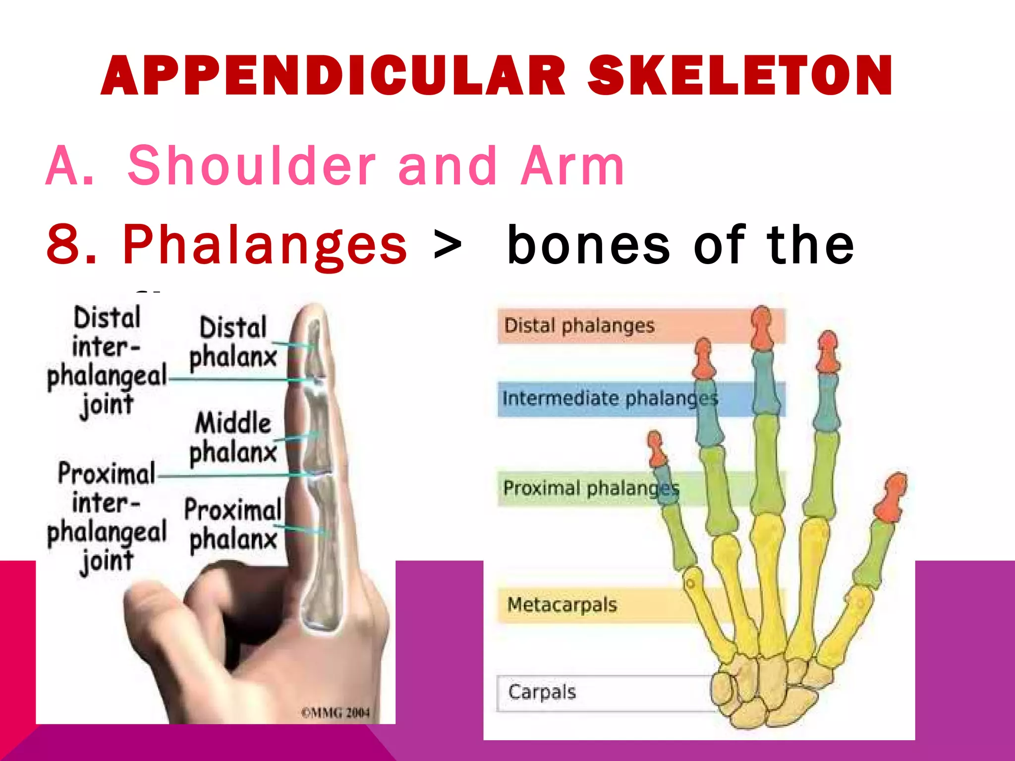 APPENDICULAR SKELETON 
A. Shoulder and Arm 
8. Phalanges > bones of the 
fingers. 
 