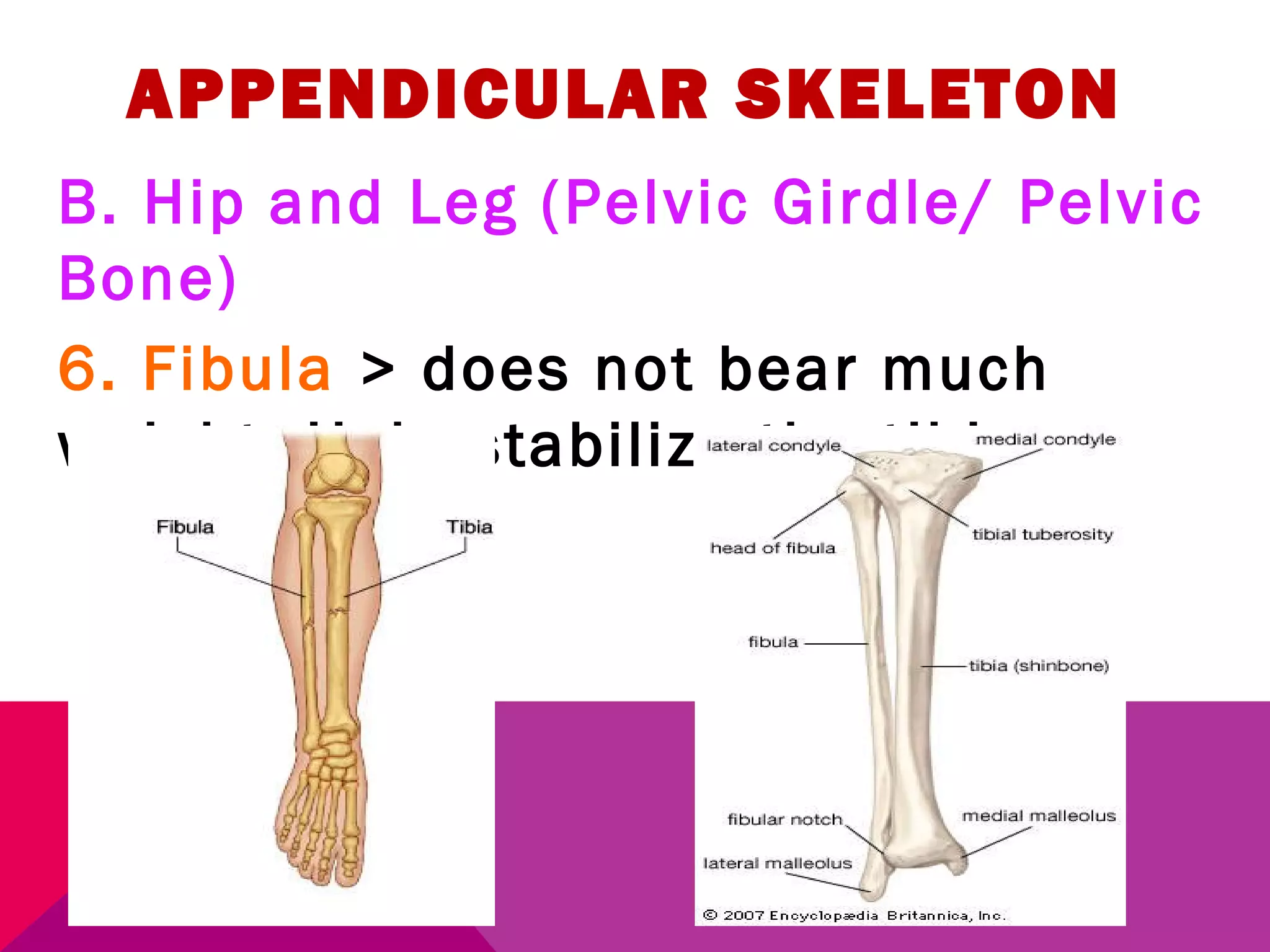 APPENDICULAR SKELETON 
B. Hip and Leg (Pelvic Girdle/ Pelvic 
Bone) 
6. Fibula > does not bear much 
weight. Help stabilize the tibia. 
 
