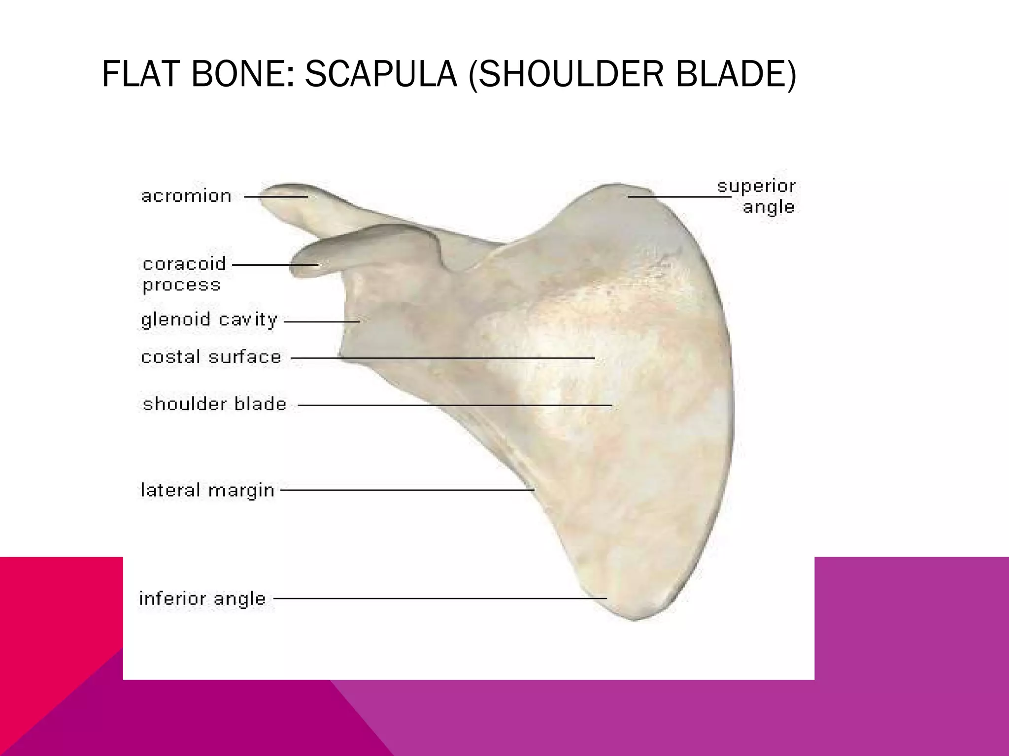 FLAT BONE: SCAPULA (SHOULDER BLADE) 
 