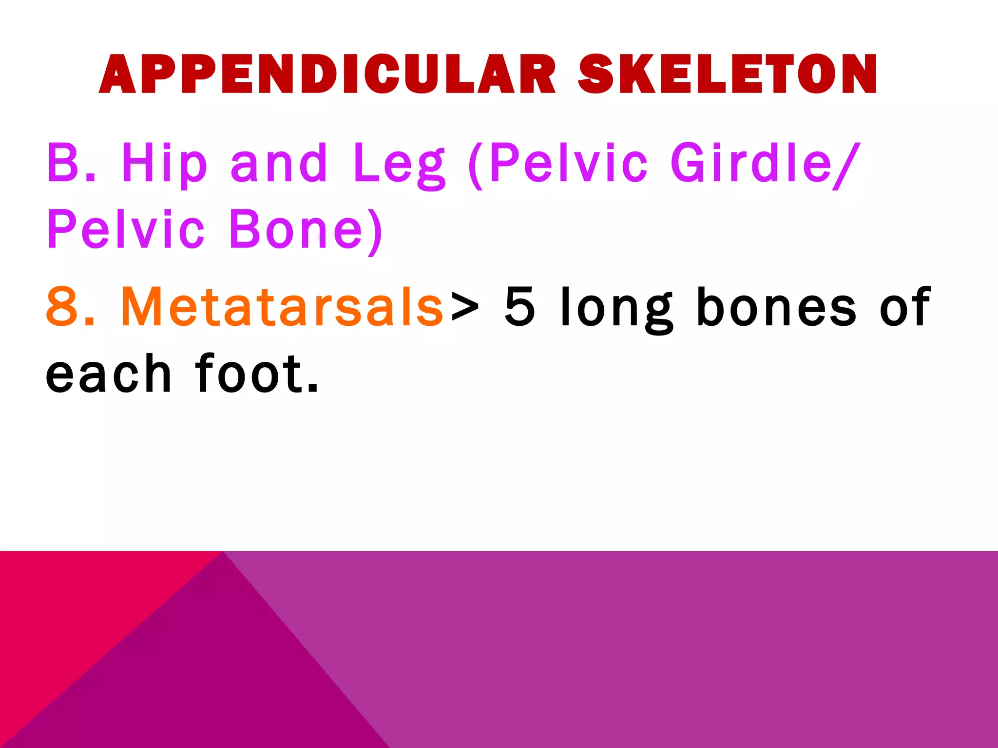 APPENDICULAR SKELETON 
B. Hip and Leg (Pelvic Girdle/ 
Pelvic Bone) 
8. Metatarsals> 5 long bones of 
each foot. 
 