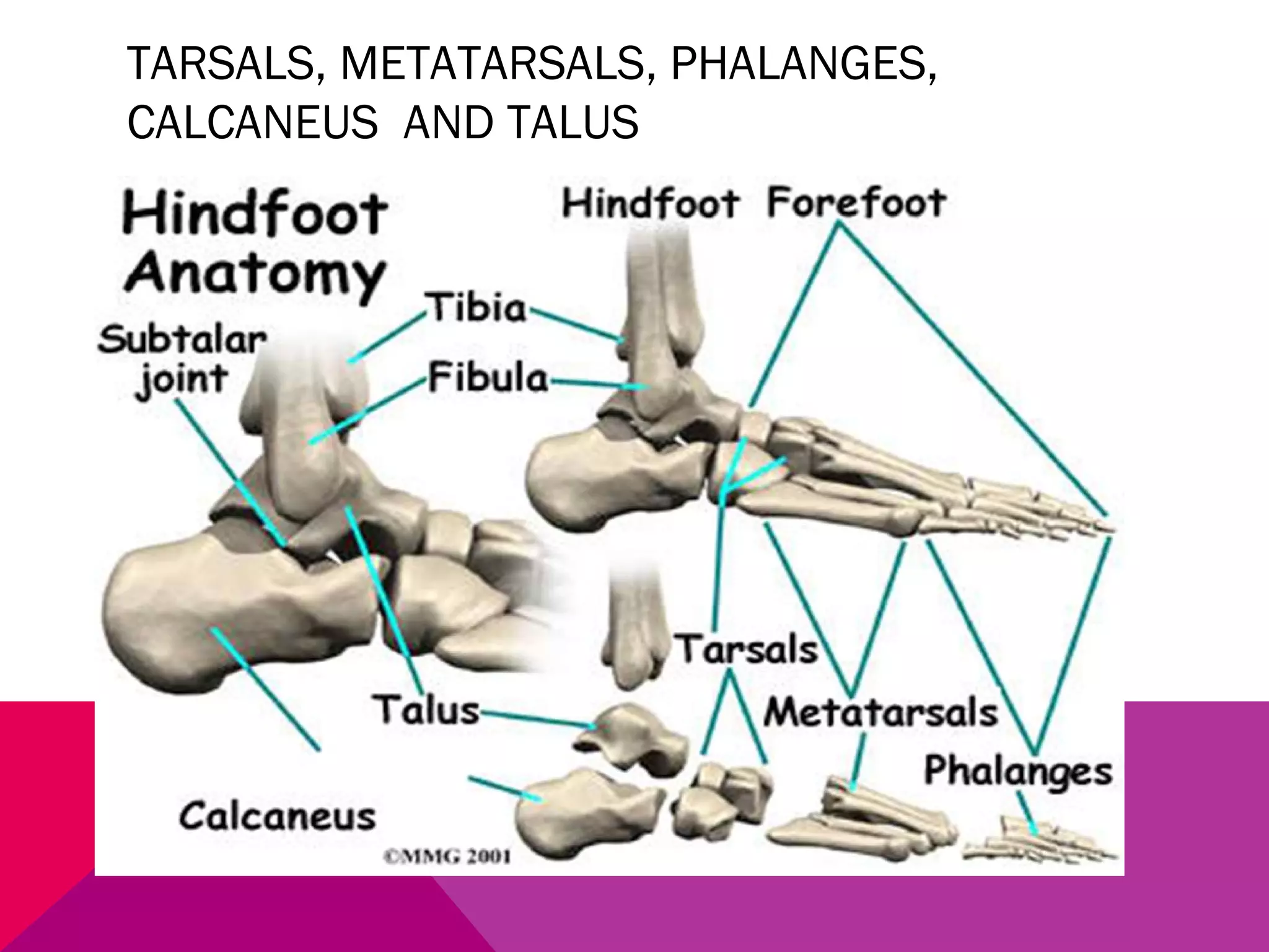 TARSALS, METATARSALS, PHALANGES, 
CALCANEUS AND TALUS 
 