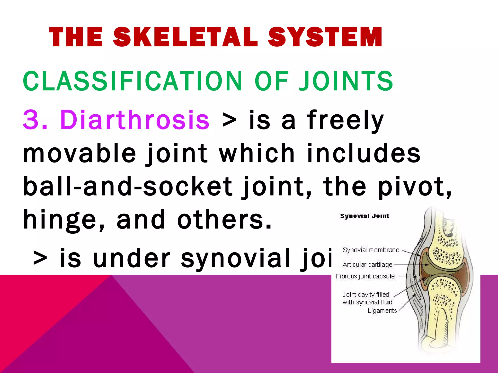 THE SKELETAL SYSTEM 
CLASSIFICATION OF JOINTS 
3. Diarthrosis > is a freely 
movable joint which includes 
ball-and-socket joint, the pivot, 
hinge, and others. 
> is under synovial joints. 
 
