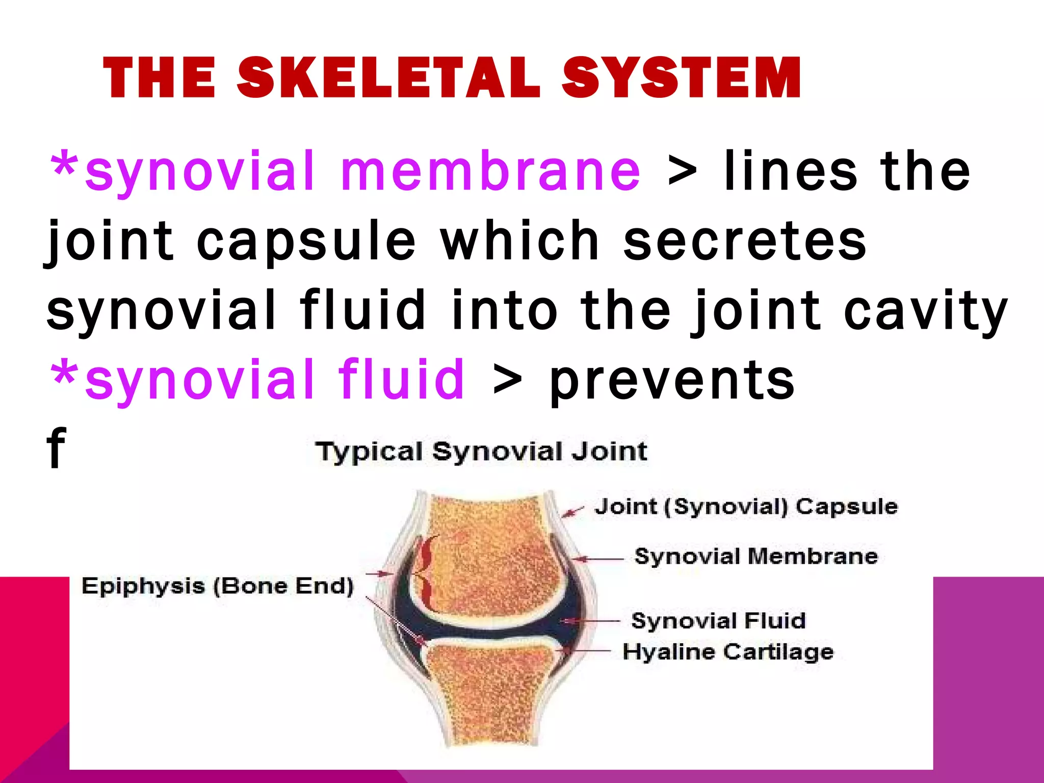 THE SKELETAL SYSTEM 
*synovial membrane > lines the 
joint capsule which secretes 
synovial fluid into the joint cavity 
*synovial fluid > prevents 
friction as the bones move. 
 