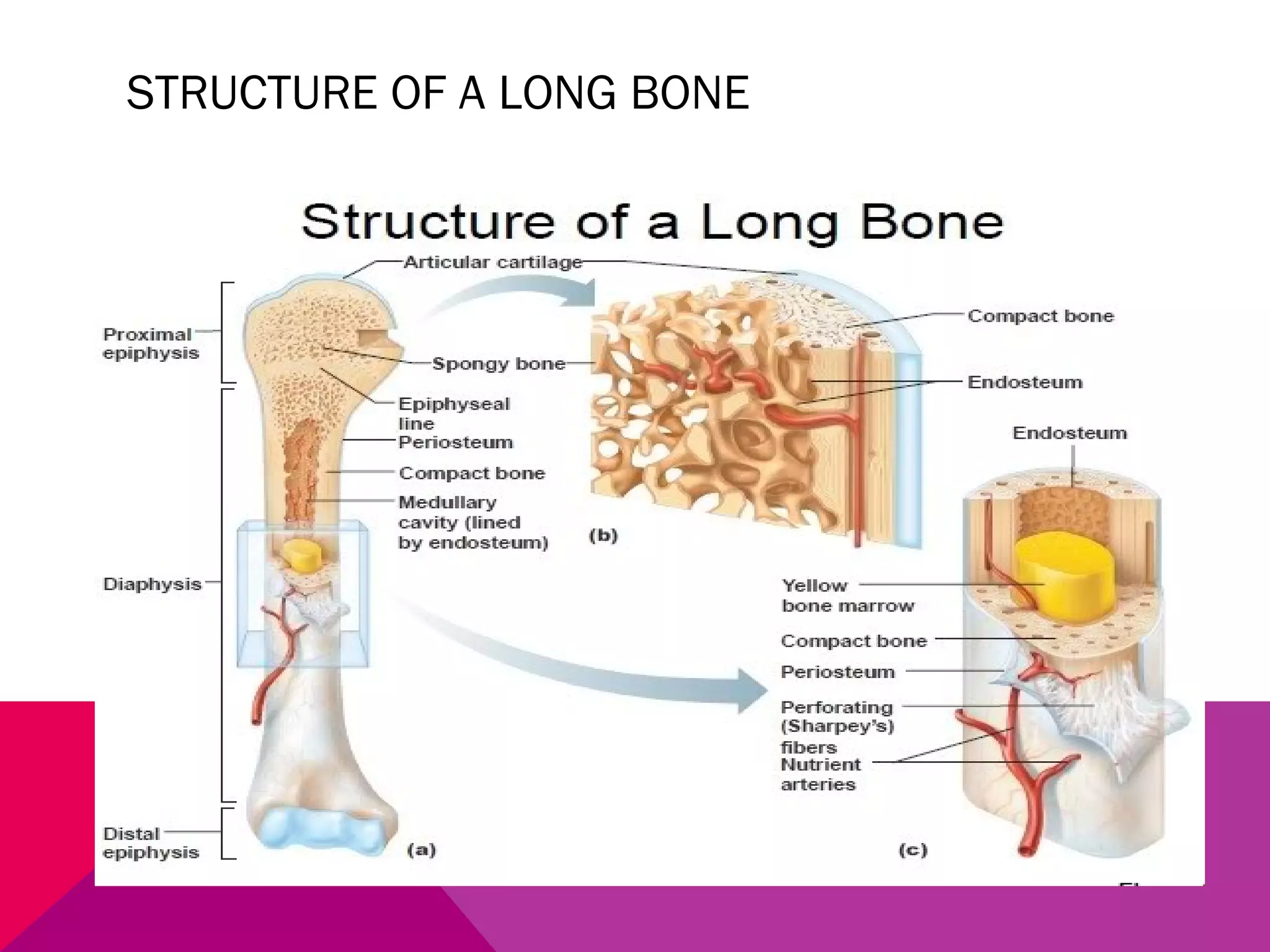 STRUCTURE OF A LONG BONE 
 