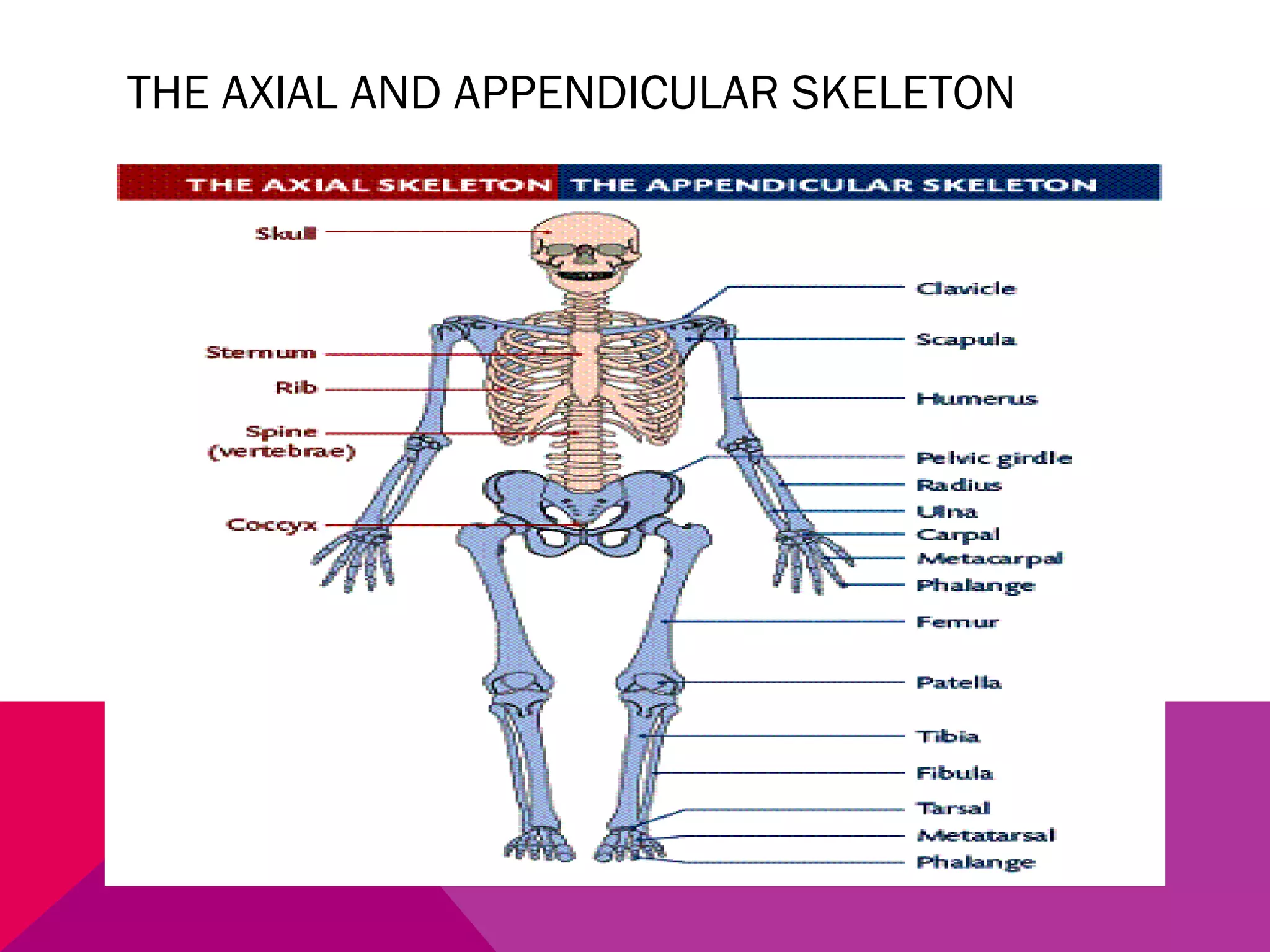 THE AXIAL AND APPENDICULAR SKELETON 
 