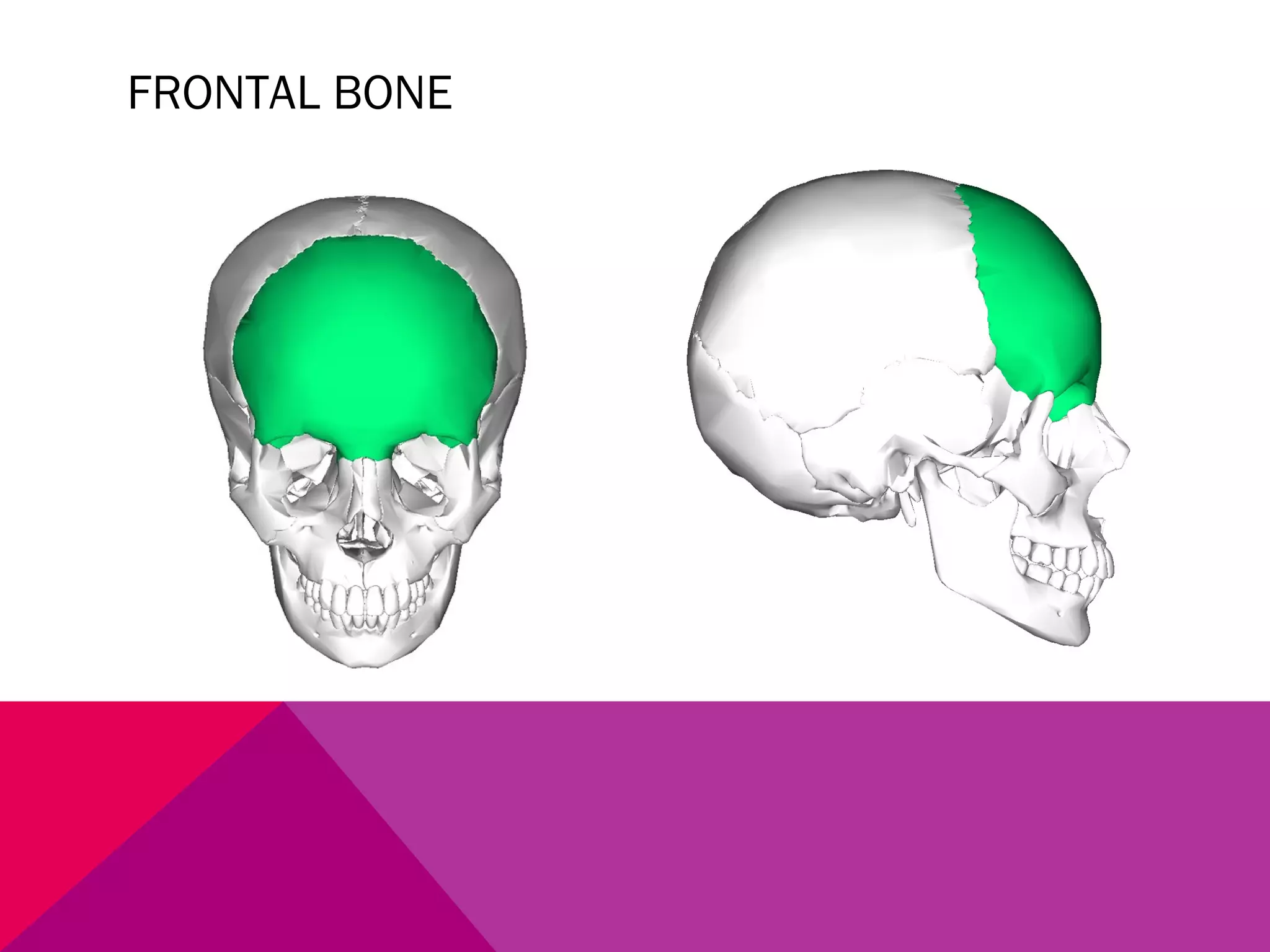 FRONTAL BONE 
 