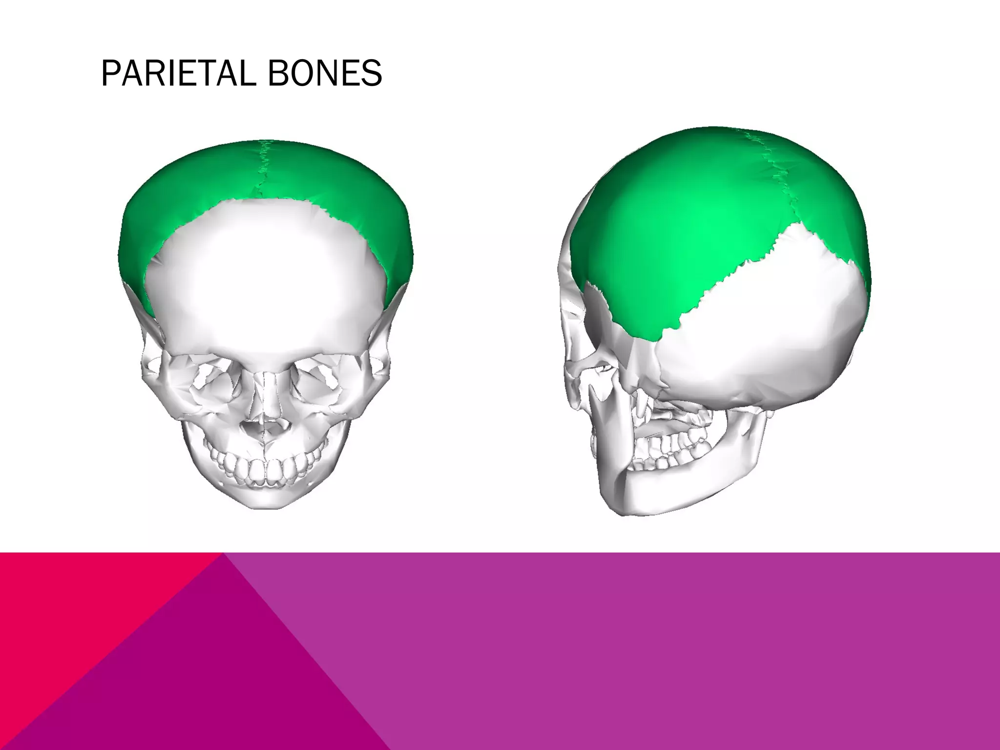PARIETAL BONES 
 