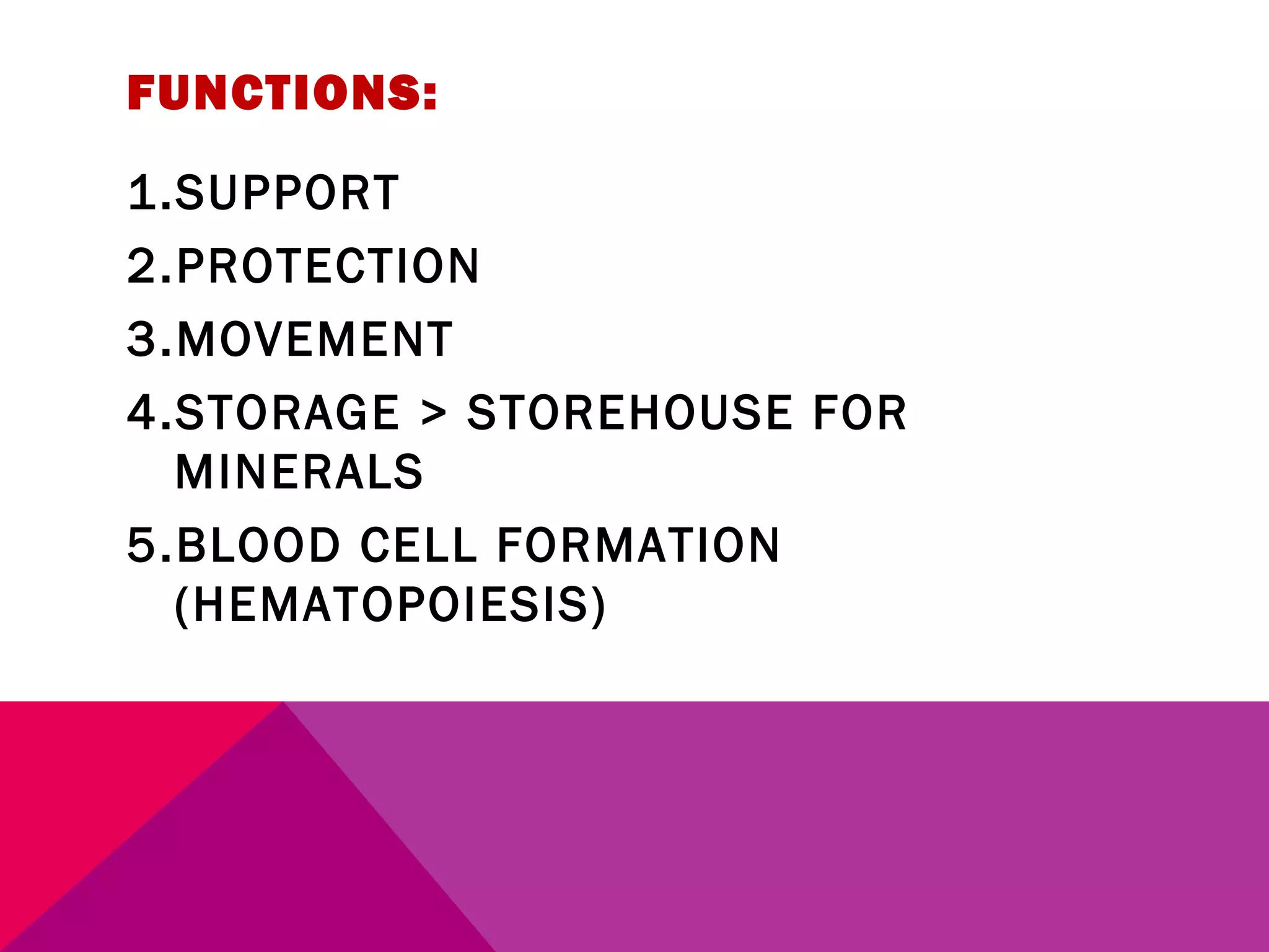 FUNCTIONS: 
1.SUPPORT 
2.PROTECTION 
3.MOVEMENT 
4.STORAGE > STOREHOUSE FOR 
MINERALS 
5.BLOOD CELL FORMATION 
(HEMATOPOIESIS) 
 
