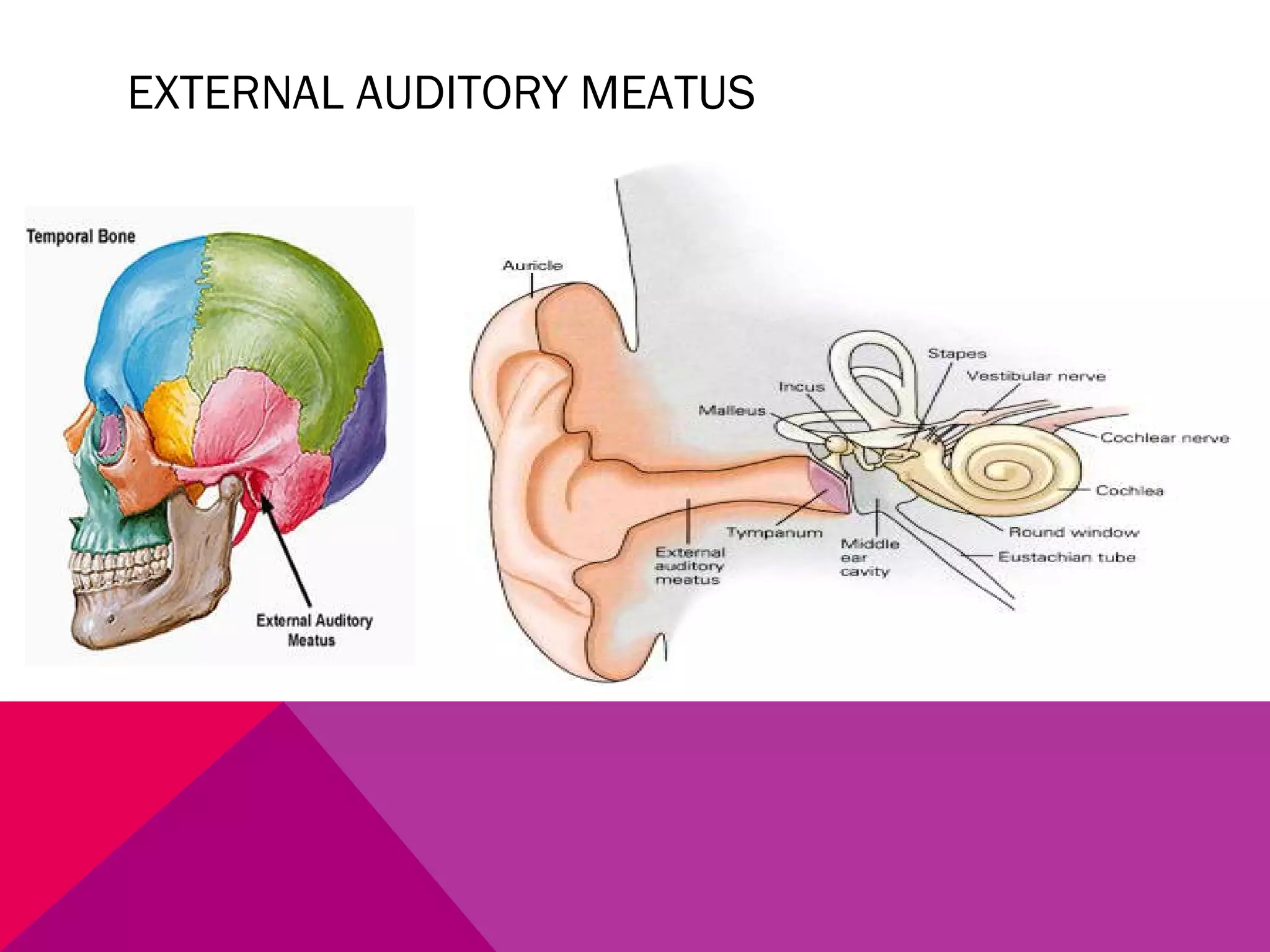 EXTERNAL AUDITORY MEATUS 
 