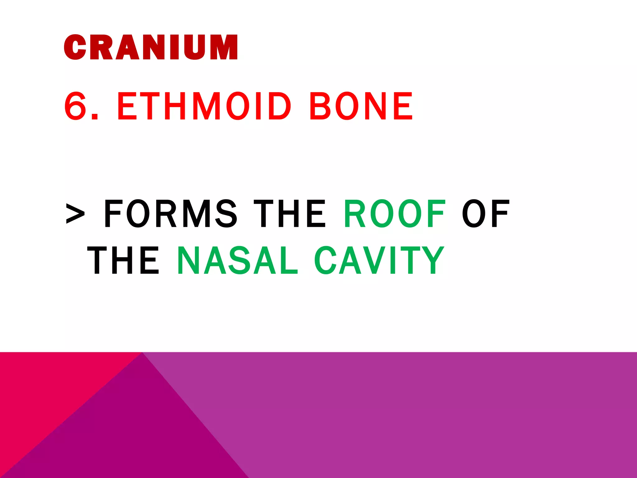 CRANIUM 
6. ETHMOID BONE 
> FORMS THE ROOF OF 
THE NASAL CAVITY 
 