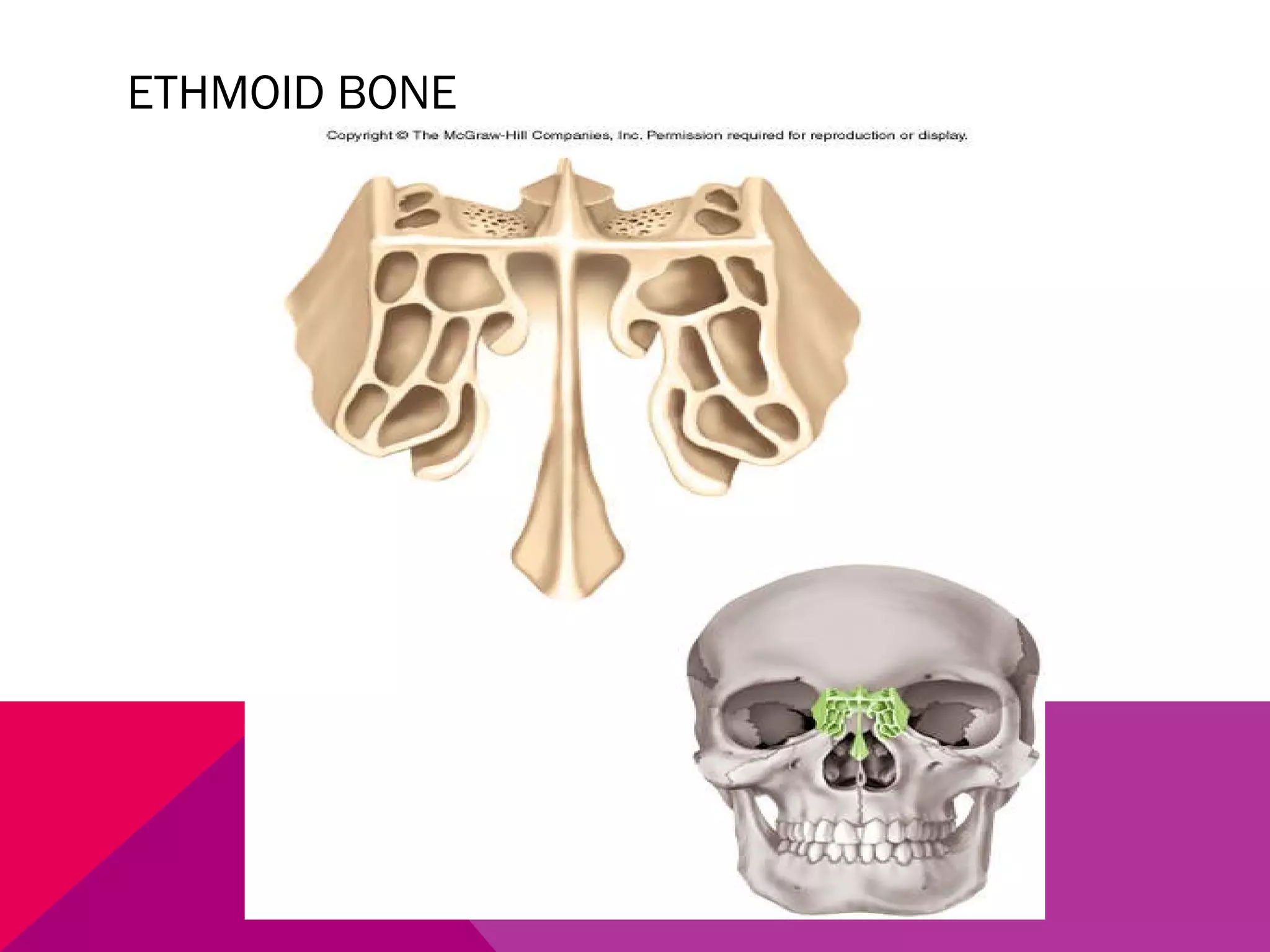 ETHMOID BONE 
 