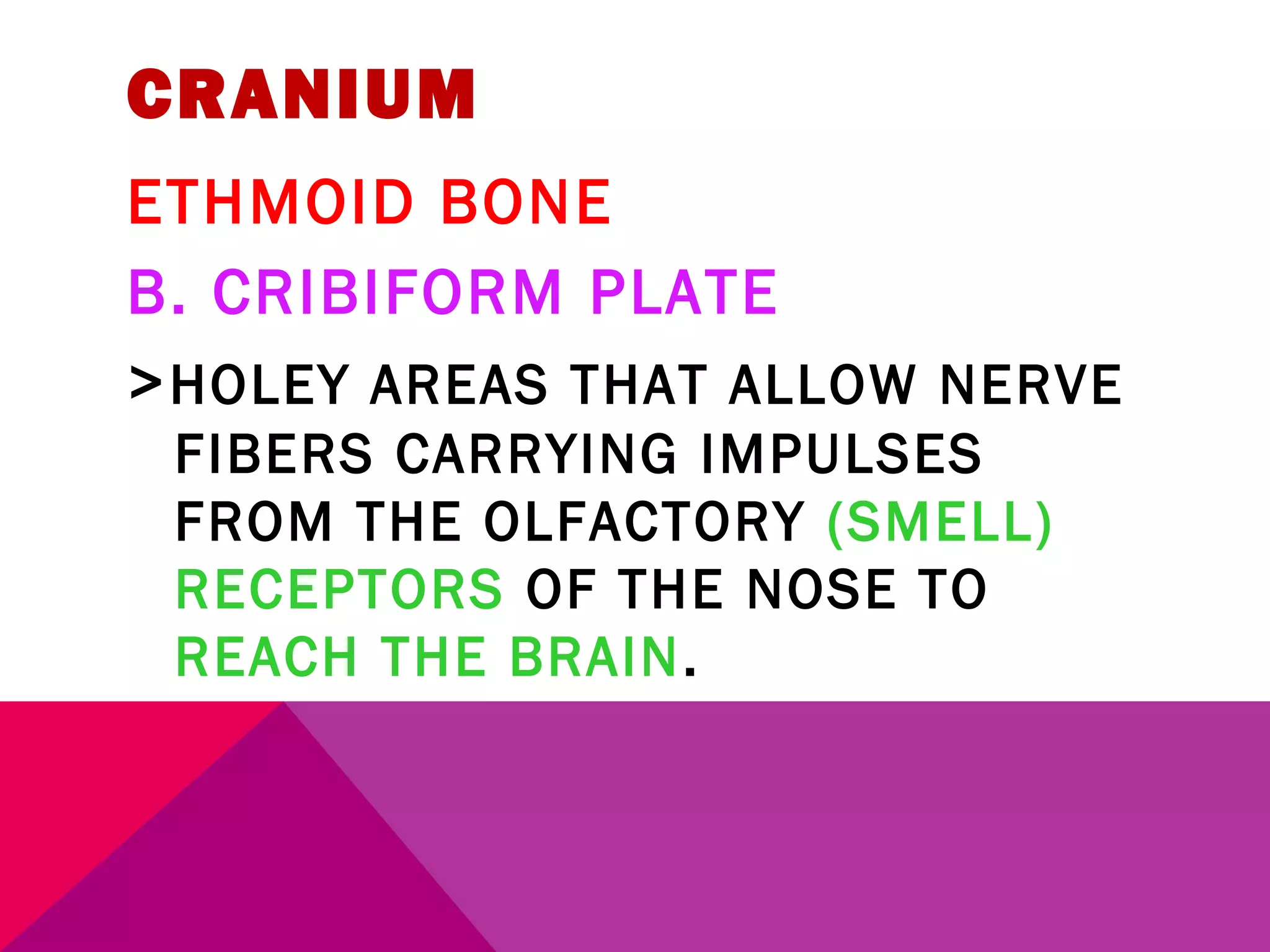 CRANIUM 
ETHMOID BONE 
B. CRIBIFORM PLATE 
>HOLEY AREAS THAT ALLOW NERVE 
FIBERS CARRYING IMPULSES 
FROM THE OLFACTORY (SMELL) 
RECEPTORS OF THE NOSE TO 
REACH THE BRAIN. 
 