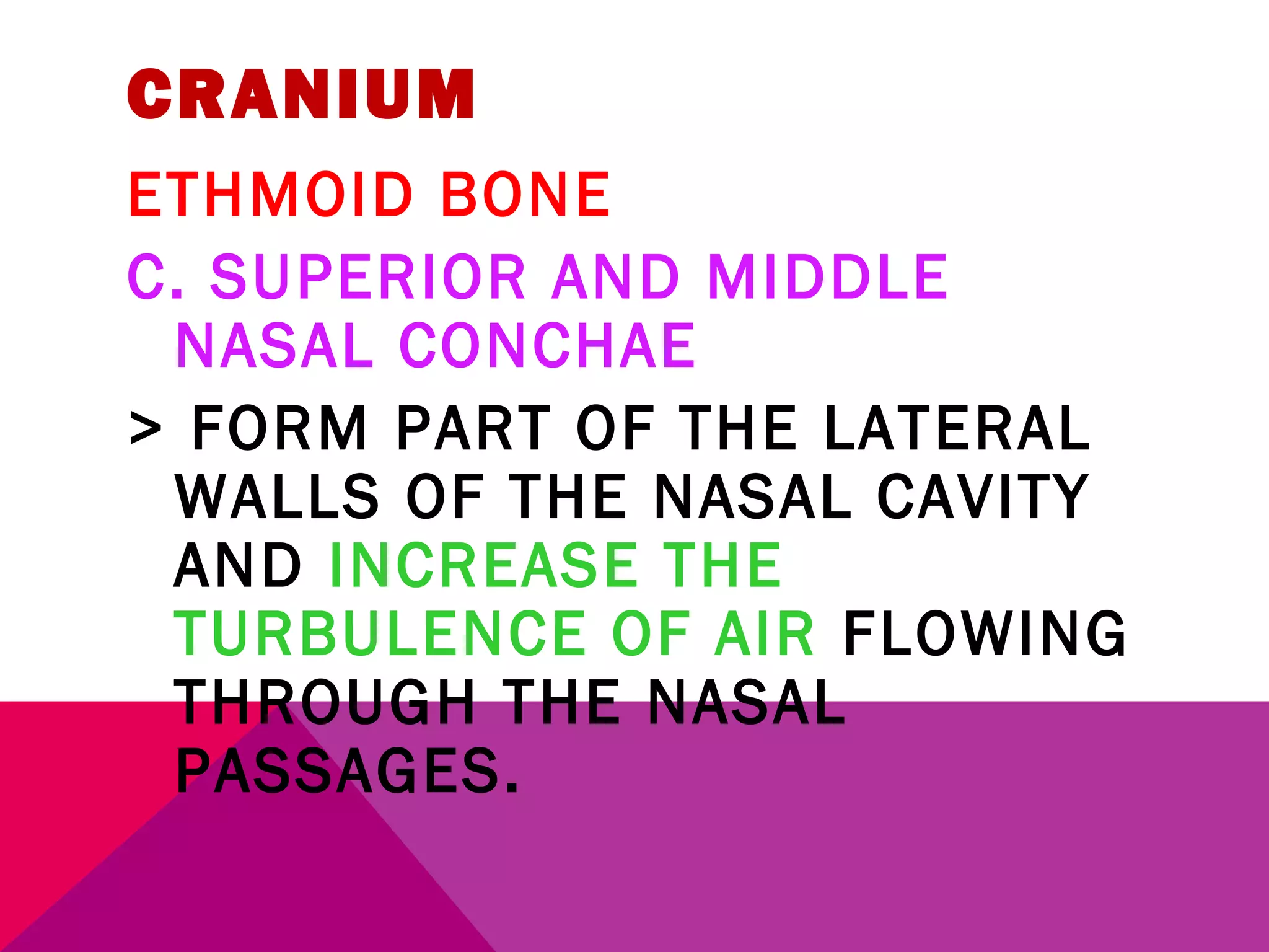 CRANIUM 
ETHMOID BONE 
C. SUPERIOR AND MIDDLE 
NASAL CONCHAE 
> FORM PART OF THE LATERAL 
WALLS OF THE NASAL CAVITY 
AND INCREASE THE 
TURBULENCE OF AIR FLOWING 
THROUGH THE NASAL 
PASSAGES. 
 