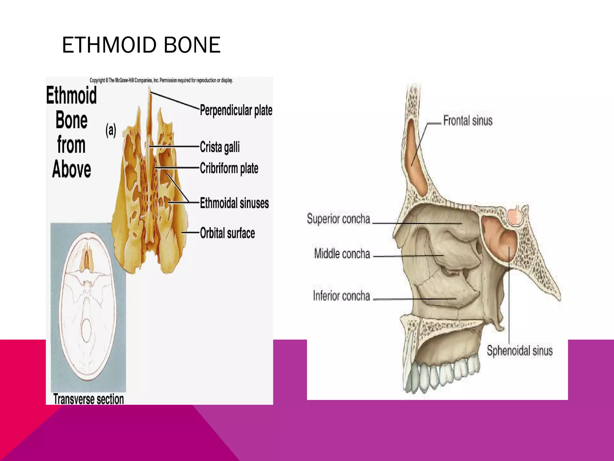 ETHMOID BONE 
 