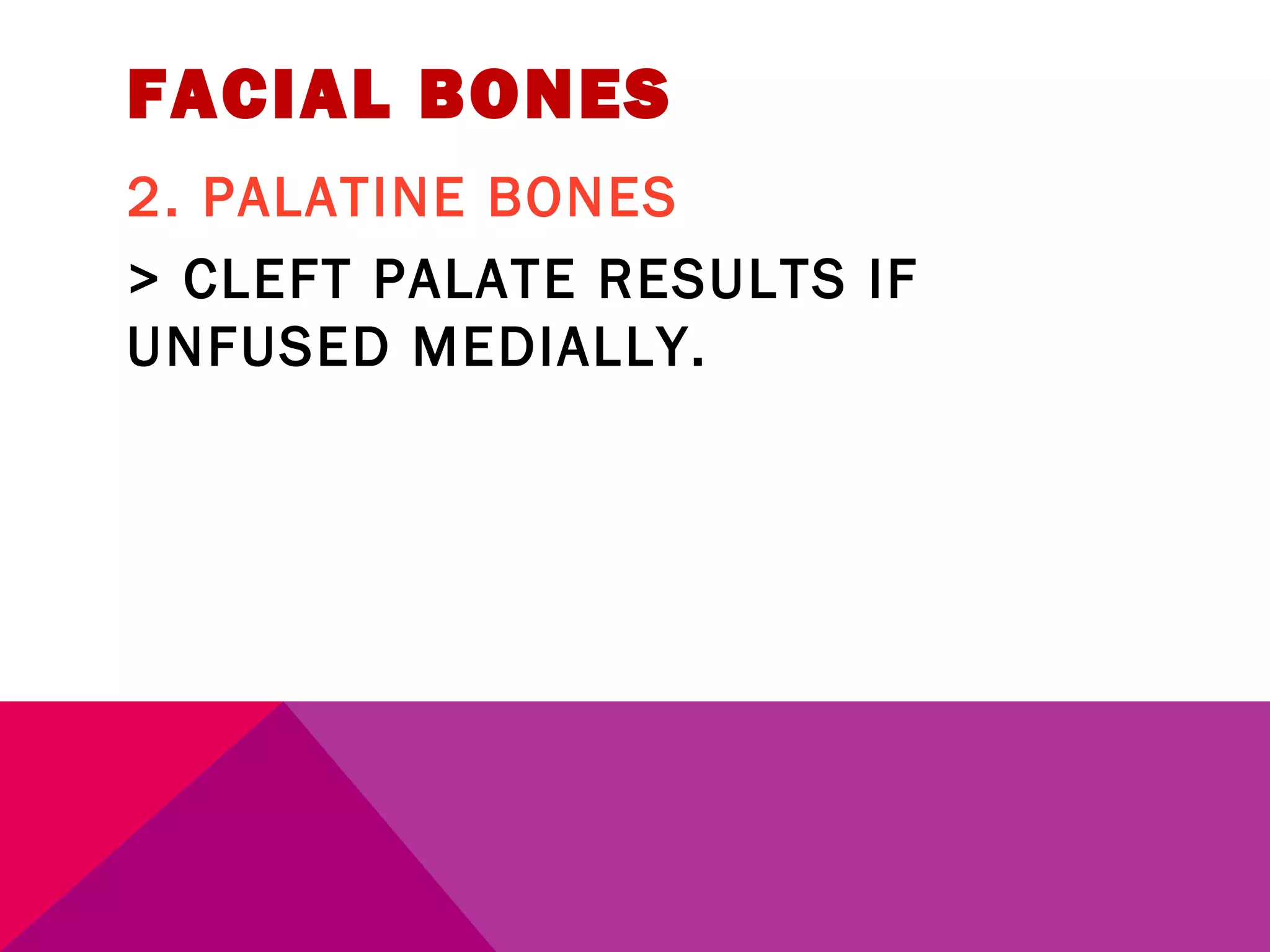 FACIAL BONES 
2. PALATINE BONES 
> CLEFT PALATE RESULTS IF 
UNFUSED MEDIALLY. 
 