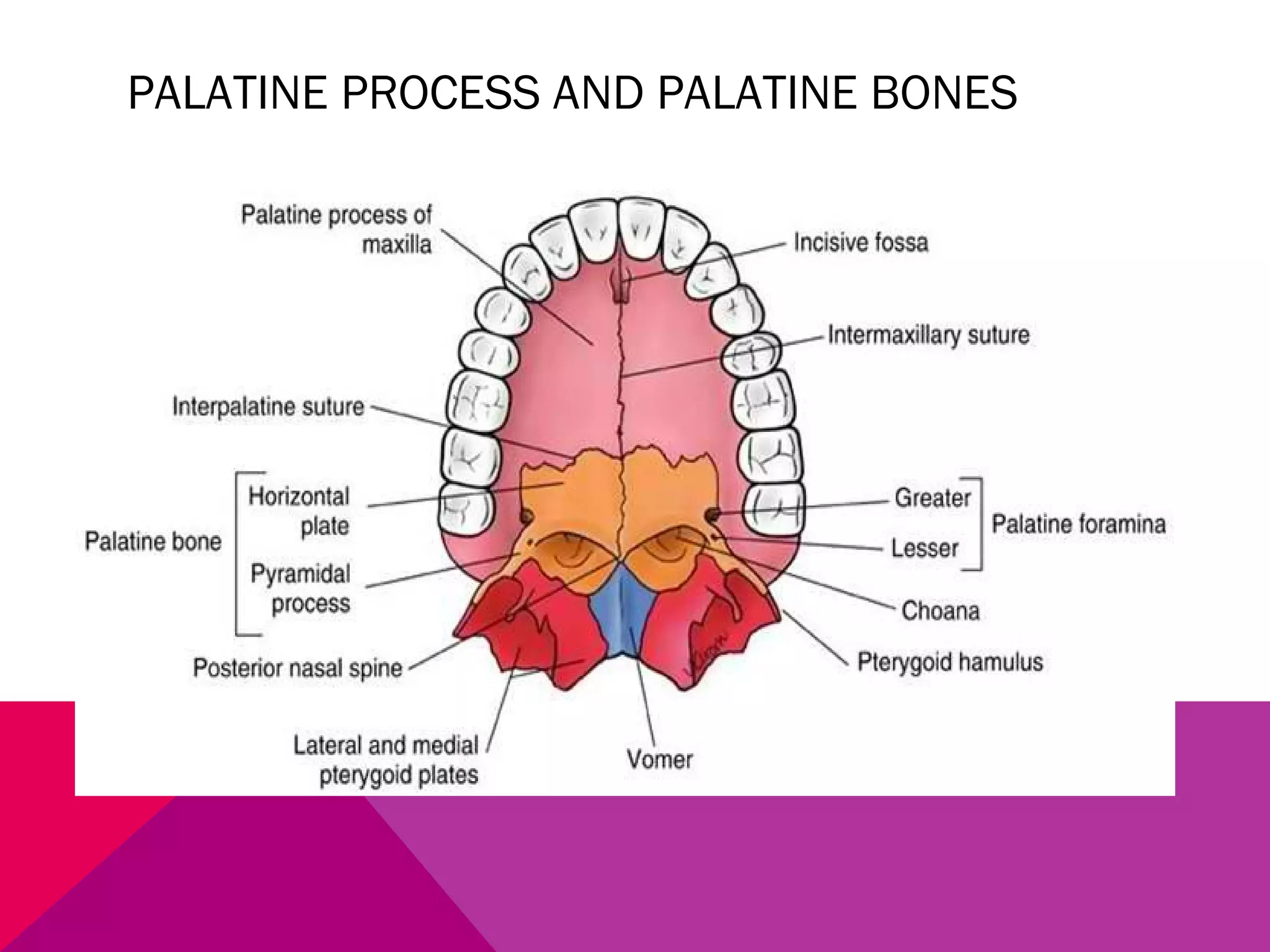 PALATINE PROCESS AND PALATINE BONES 
 