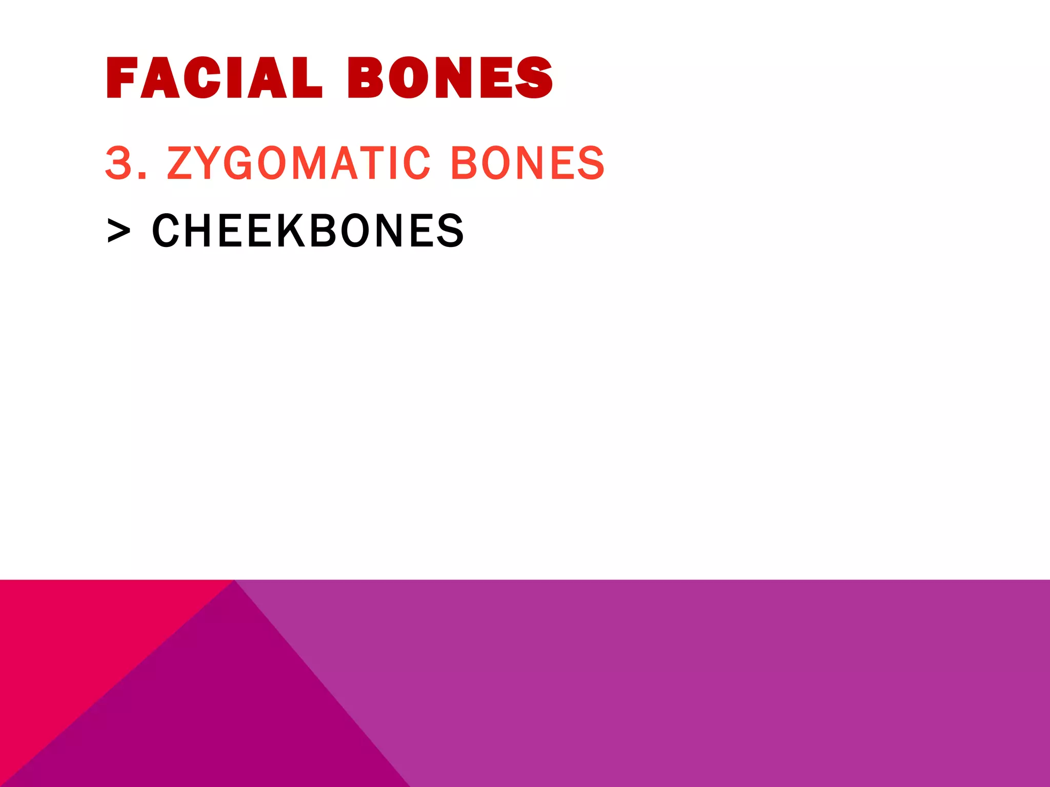 FACIAL BONES 
3. ZYGOMATIC BONES 
> CHEEKBONES 
 