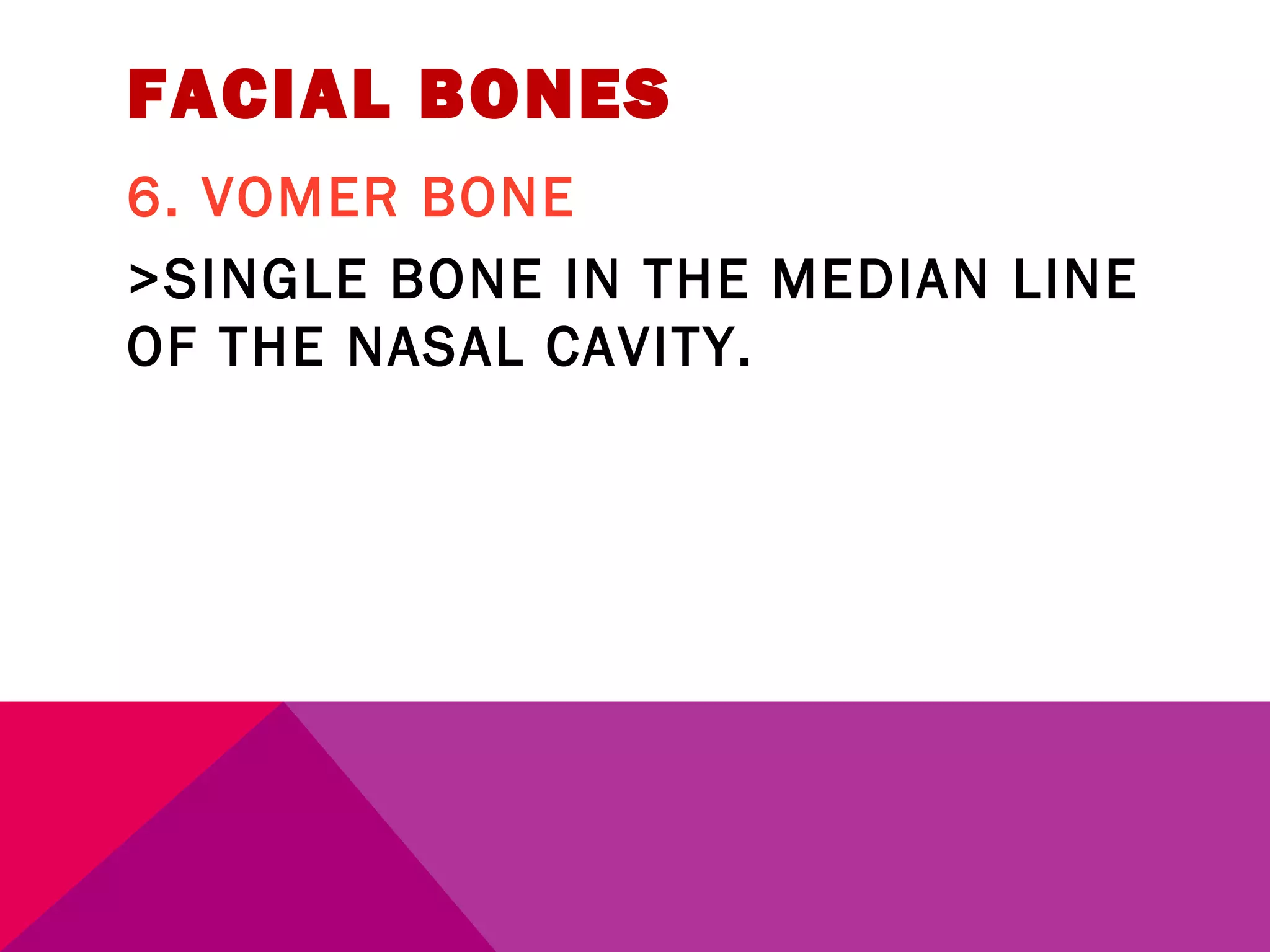 FACIAL BONES 
6. VOMER BONE 
>SINGLE BONE IN THE MEDIAN LINE 
OF THE NASAL CAVITY. 
 