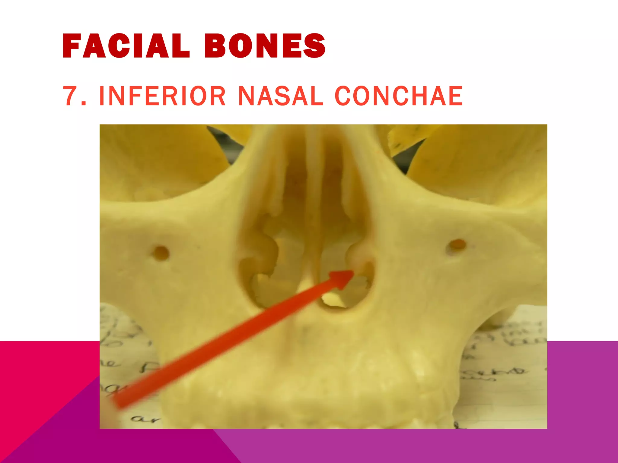 FACIAL BONES 
7. INFERIOR NASAL CONCHAE 
 