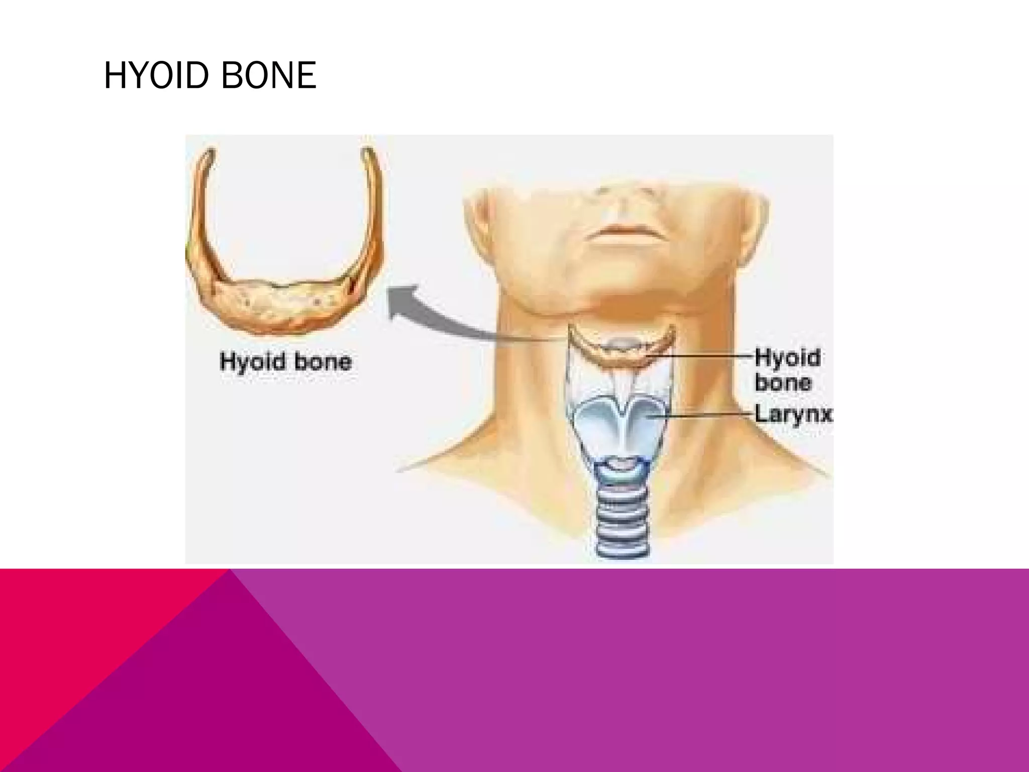 HYOID BONE 
 