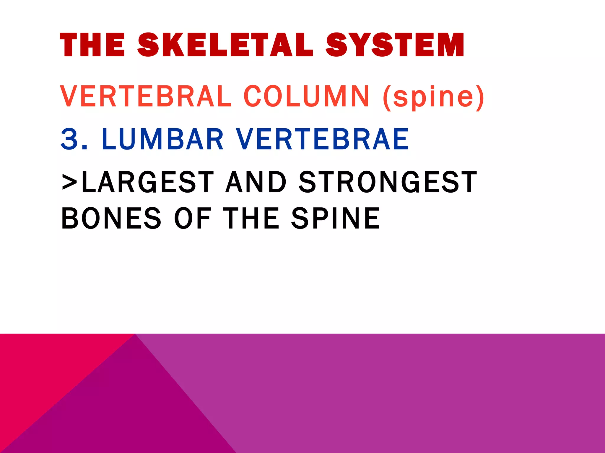 THE SKELETAL SYSTEM 
VERTEBRAL COLUMN (spine) 
3. LUMBAR VERTEBRAE 
>LARGEST AND STRONGEST 
BONES OF THE SPINE 
 