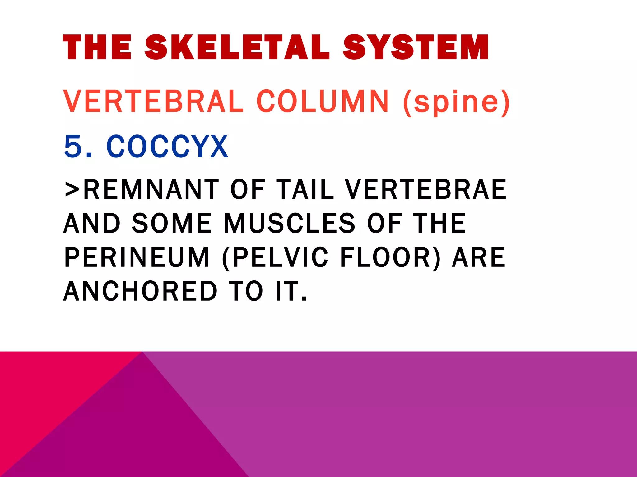 THE SKELETAL SYSTEM 
VERTEBRAL COLUMN (spine) 
5. COCCYX 
>REMNANT OF TAIL VERTEBRAE 
AND SOME MUSCLES OF THE 
PERINEUM (PELVIC FLOOR) ARE 
ANCHORED TO IT. 
 