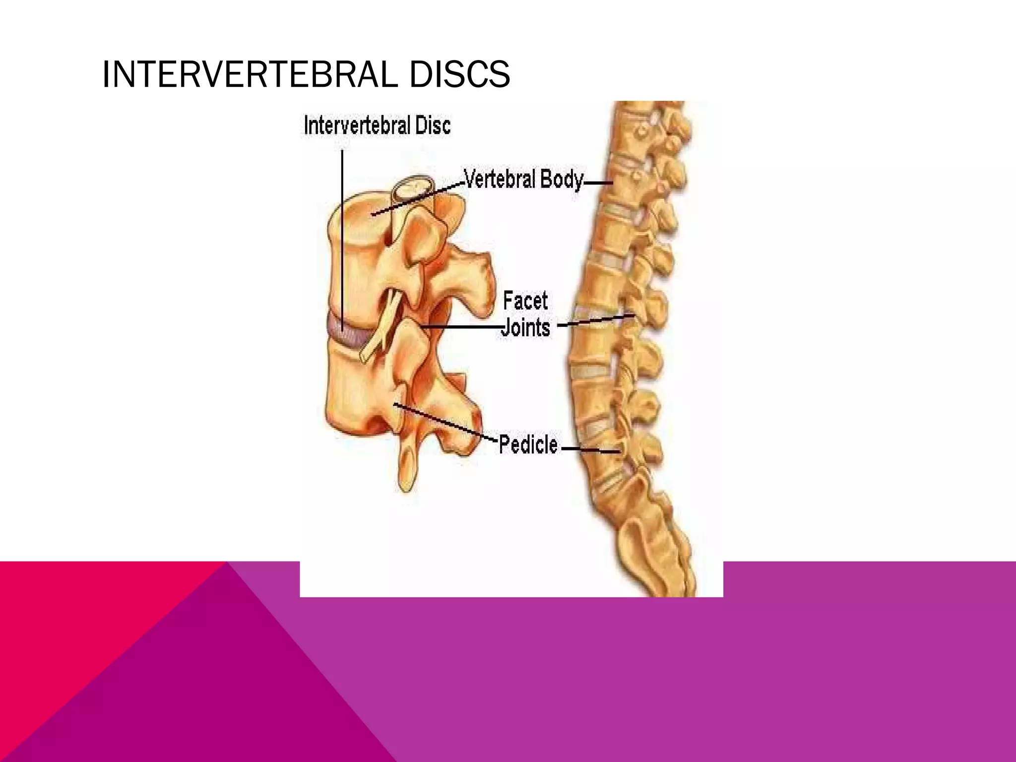 INTERVERTEBRAL DISCS 
 