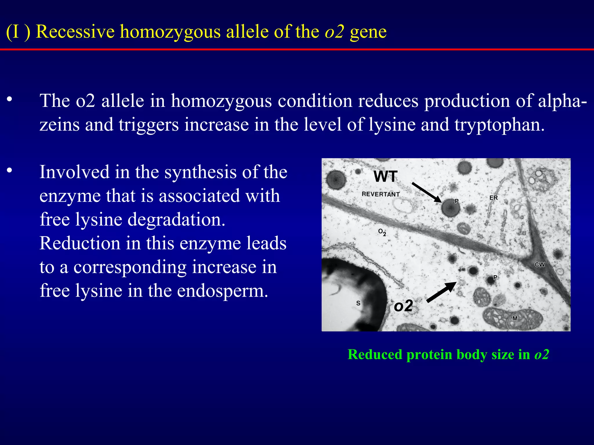 • The o2 allele in homozygous condition reduces production of alpha-
zeins and triggers increase in the level of lysine and tryptophan.
• Involved in the synthesis of the
enzyme that is associated with
free lysine degradation.
Reduction in this enzyme leads
to a corresponding increase in
free lysine in the endosperm.
(I ) Recessive homozygous allele of the o2 gene
Reduced protein body size in o2
WT
o2
 