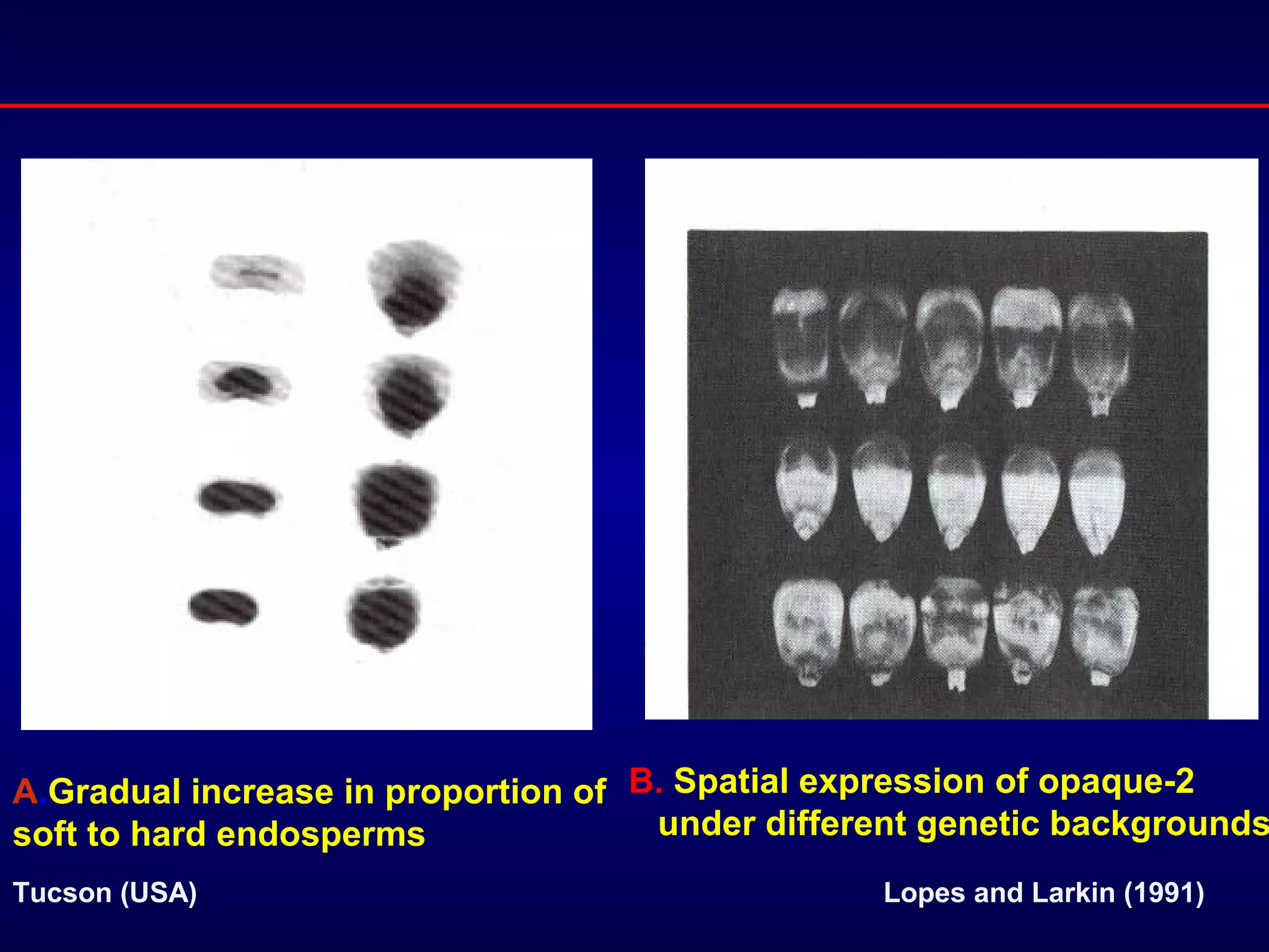 A.Gradual increase in proportion of
soft to hard endosperms
Tucson (USA) Lopes and Larkin (1991)
B. Spatial expression of opaque-2
under different genetic backgrounds
 