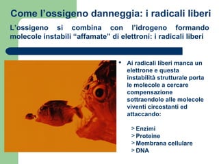 Come l’ossigeno danneggia: i radicali liberi
L’ossigeno si combina con l’idrogeno formando
molecole instabili “affamate” di elettroni: i radicali liberi
 Ai radicali liberi manca un
elettrone e questa
instabilità strutturale porta
le molecole a cercare
compensazione
sottraendolo alle molecole
viventi circostanti ed
attaccando:
> Enzimi
> Proteine
> Membrana cellulare
> DNA
 