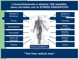 L’invecchiamento e almeno 100 malattie
sono correlate con lo STRESS OSSIDATIVO
“The free radical man”
Malattia di
Alzheimer
Stroke
Aterosclerosi
Pancreatite
Infarto del
miocardio
Obesità
Malattia di
Parkinson
Cataratta
Artrite
reumatoide
Malattia
di Chron
Diabete
mellito
Cancro
INVECCHIAMENTO
 