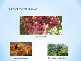 1. RECOLECCIÓN DE UVAS
Uva en viñedo
Vendimia manual Recolecta con tractores
 