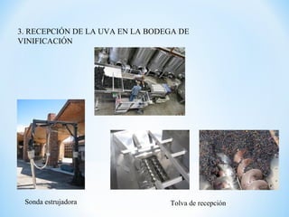 3. RECEPCIÓN DE LA UVA EN LA BODEGA DE
VINIFICACIÓN
Sonda estrujadora Tolva de recepción
 