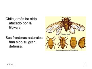 Chile jamás ha sido atacado por la filoxera.Sus fronteras naturales han sido su gran defensa.                                   19/02/201122