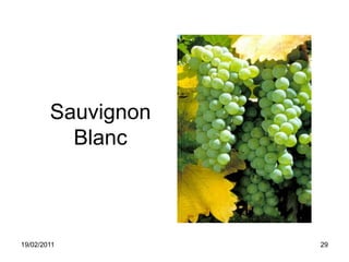 Sauvignon Blanc19/02/201129