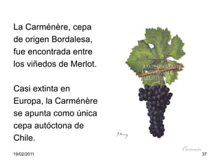 La Carménère, cepade origen Bordalesa, fue encontrada entrelos viñedos de Merlot.Casi extinta en Europa, la Carménèrese apunta como únicacepa autóctona deChile.19/02/201137