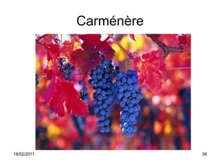 Carménère19/02/201138